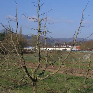 Apfelbaum mit Oeschberg-Kronenschnitt