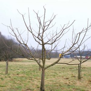 Apfelbaum mit Pyramiden-Krone