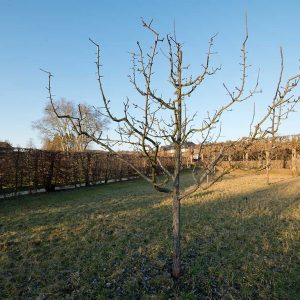 Birnenbaum mit Pyramiden-Krone