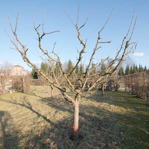 Apfelbaum mit Hohl-, bzw. Becherkrone