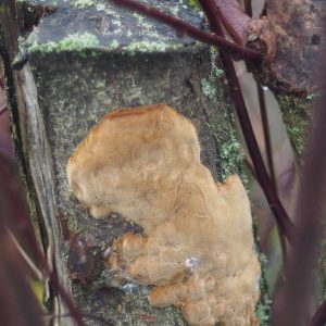 Unsachgemäß gekappter Aststumpen eines Baumes mit anschließendem Pilzbefall