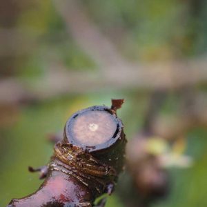 Schlecht verheilte Schnittstelle mit offenen Wundrändern eines im Herbst geschnittenen Apfelbaumes