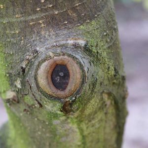 Schnittwunde mit guter Kallusbildung an einem im Frühjahr geschnittenen Apfelbaum