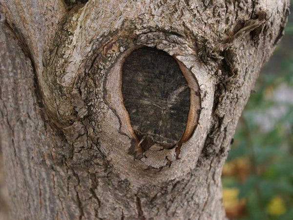 Unsauber abgesägte Astwunde an einem Ahornbaum