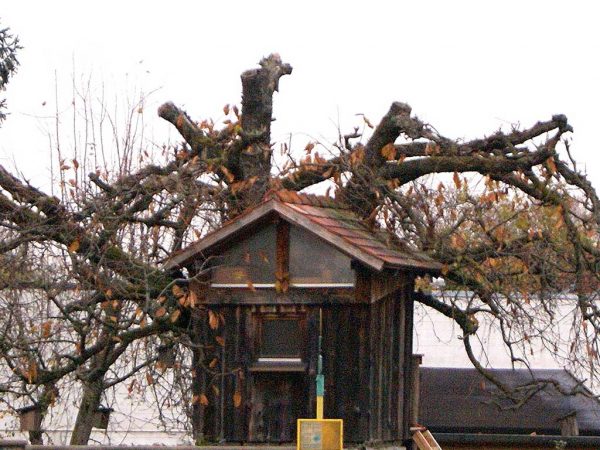 Großer Süßkirschbaum in Wohnbebauung mit gekappten Kronenästen, im Vordergrund ist eine Hütte aus Holz zu sehen. Der Himmel ist bedeckt.