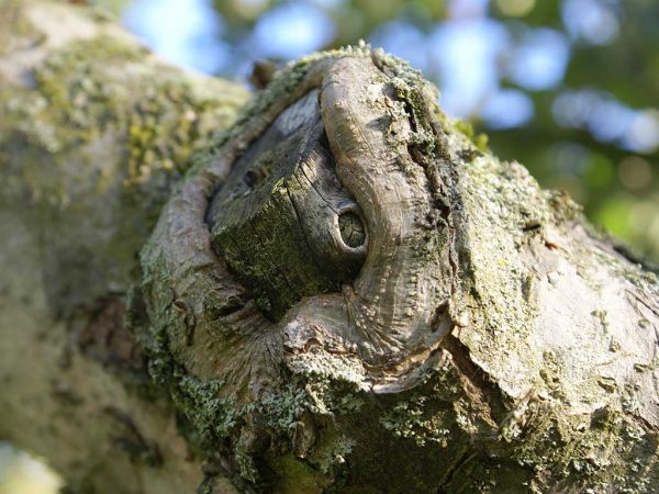 Schnittstelle an einem Apfelbaum, bei dem durch den Abriss ein Schaden am verbliebenen Ast entstanden ist.