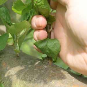 Wassertriebe in einem Obstbaum, die mittels Abriss per Hand entfernt werden.