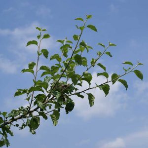 Obstbaumast, vor dem Sommerschnitt