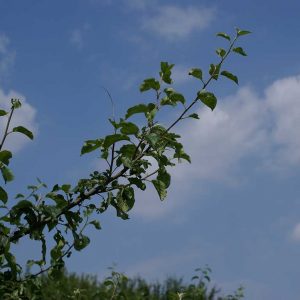 Auf diesem und dem vorherigen Foto ist in einem Vorher-Nachher-Vergleich das Schnittergebnis eines maßvollen Sommerschnittes zu sehen.