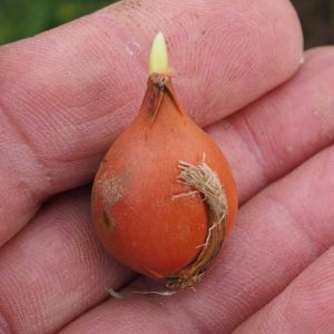 Auf dem Foto ist eine noch frisch aussehende Weinbergstulpenzwiebel zu sehen, die auf einer Hand liegt. Der Spross ist grün und noch nicht weit ausgetrieben.