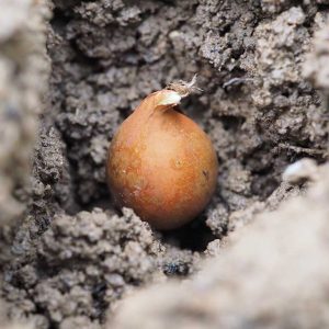 Auf dem Bild ist eine Blumenzwiebel zu sehen, die in ein Pflanzloch gesteckt wurde.