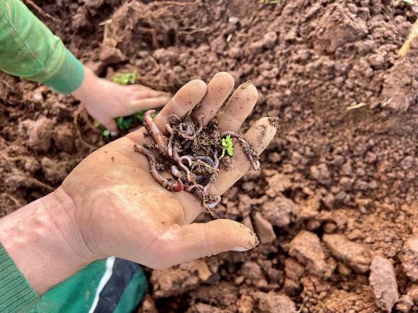 Standhaft ein hohes Gut schützen: Am 5. Dezember ist Weltbodentag