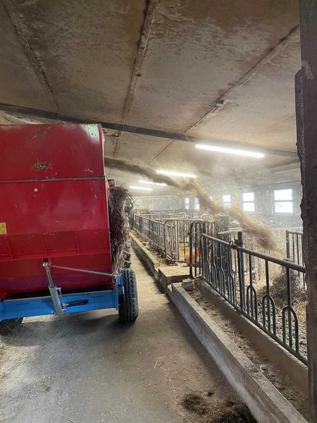 Angehängte rote Einstreumaschine von hinten, die aufgelöstes Stroh in Kälberabteile streut.