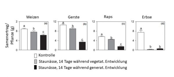 Abb. 4: Samenertrag (g/Pflanze) nach Einwirkung von 14-tägiger Staunässe in der vegetativen bzw. generativen Entwicklung, ermittelt in einem Gefäßversuch; (Quelle: Ploschuk et al. 2020)