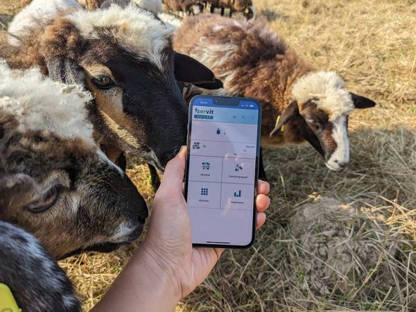 Im Vordergrund wird ein Smartphone mit dem geöffneten Managementtool in der linken Hand gehalten. Im Hintergrund und links neben dem Smartphone sind Schafe zu sehen. Zwei der drei Schafe haben den Blick auf das Smartphone gerichtet.