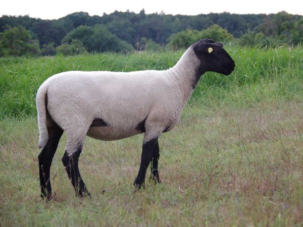 Im Hintergrund ist eine Gras- und Waldlandschaft zu sehen. Im Vordergrund wurde ein weißes Schaf mit einem schwarzen Kopf und schwarzen Beinen fotografiert. Am Ohr ist eine gelbe Ohrmarke zu sehen. Der Schwanz reicht in seiner Länge nicht ganz bis zum Sprunggelenk.