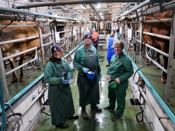 Ein Melkstand für Milchkühe. Rechts und Links stehen Kühe zum Melken. In der Mitte der Grube stehen 3 Personen in Arbeitskleifung.