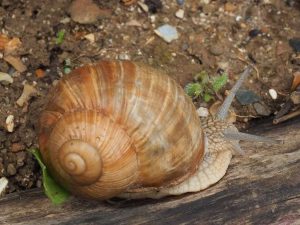 Weinbergschnecke