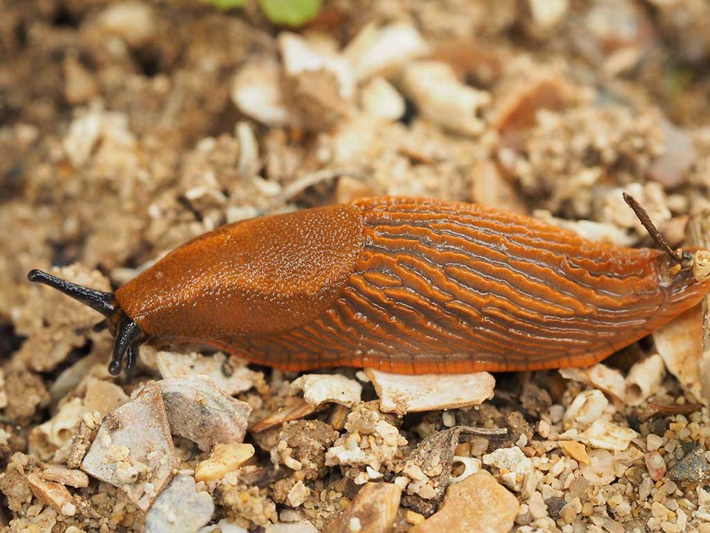 Rote bzw. Spanische Wegschnecke