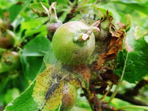 Junger Apfel, der von einem Gespinst mit Raupen umgegeben ist.
