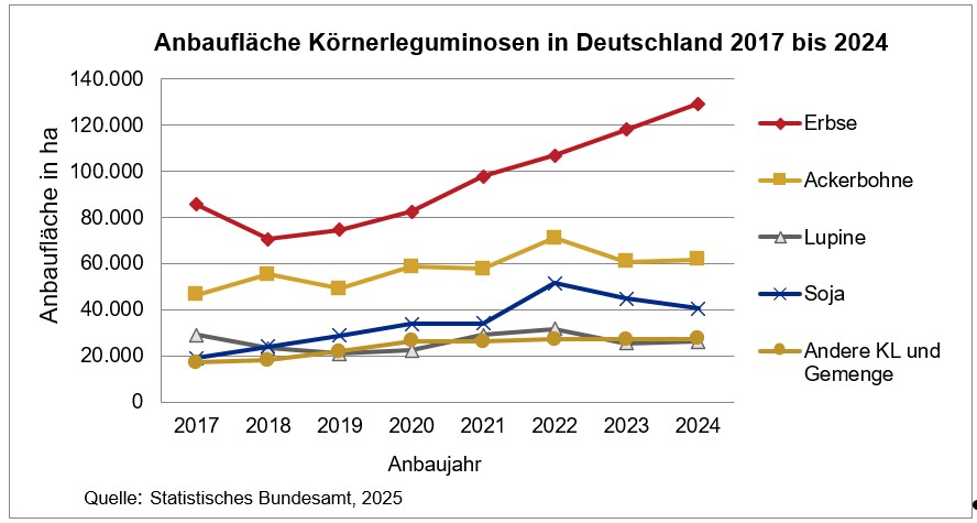 Grafik 1: Anbaufläche von Körnerleguminosen in Deutschland. Insbesondere der Erbsenanbau hat in den letzten Jahren zugenommen.