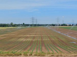 Feld wird mit Rohberegnung bewässert.