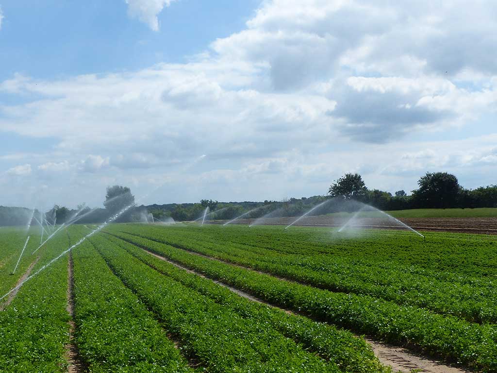 Feld mit Sellerie mit Rohrberegnung.