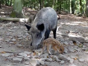 Muttertier mit Frischlingen