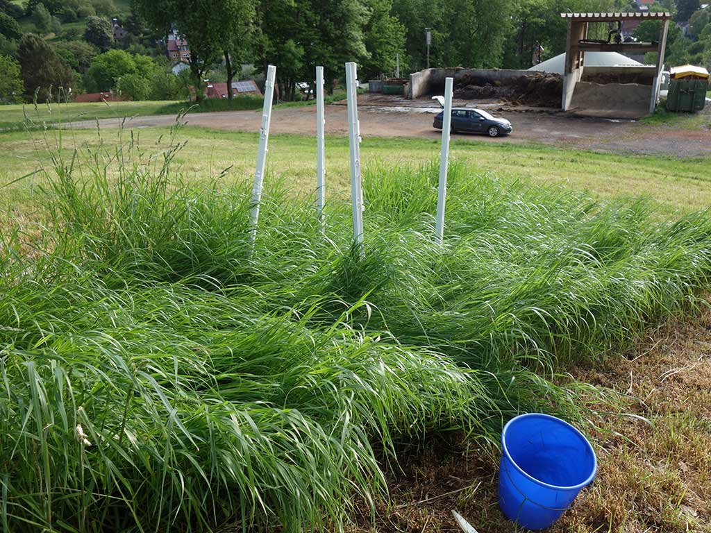 Grünlandbestand mit dominierendem Welschem Weidelgras; im Vordergrund ein blauer Plastikeimer