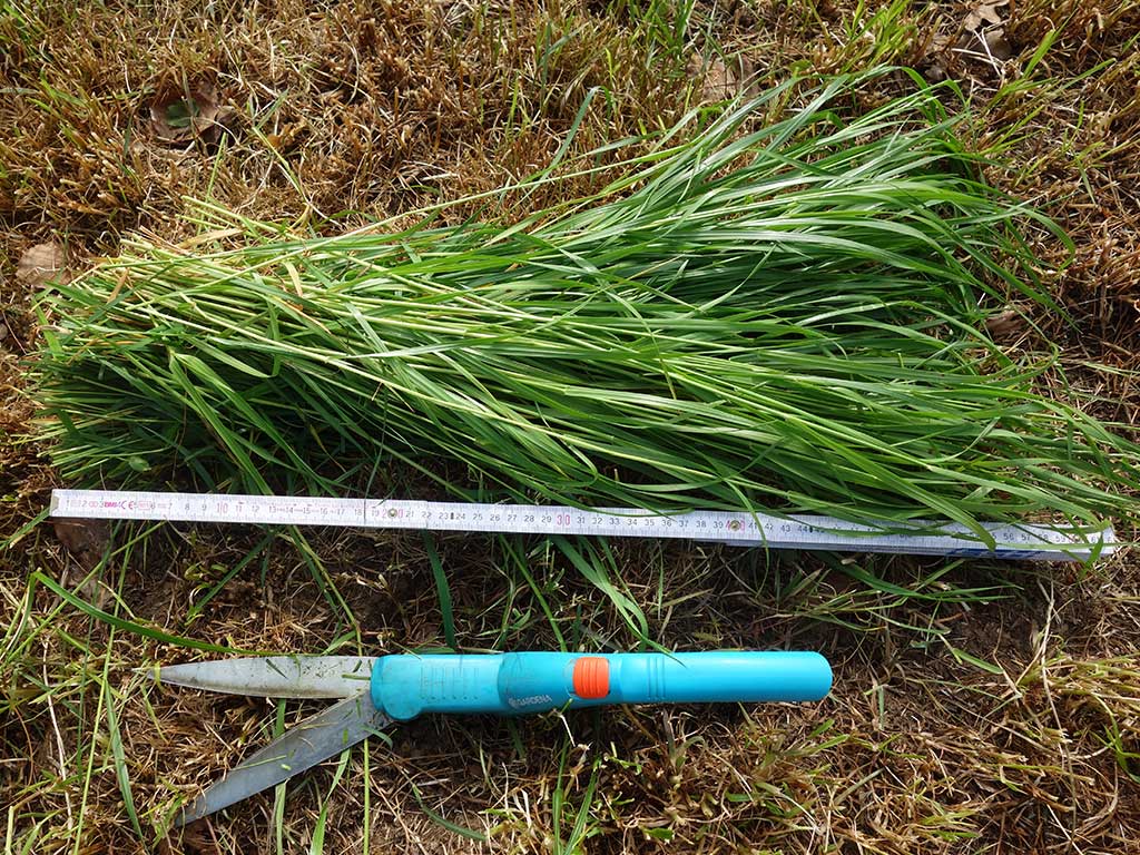 ein Bündel abgeschnittenes Welsches Weidelgras; im Vordergrund liegen eine Gartenschere und ein ausgeklappter Zollstock auf dem man eine Länge des Grases von ca. 50 bis 60 cm erkennen kann