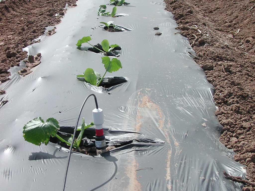 Tensiometer auf einem Feld mit Zucchini in Mulchfolie.