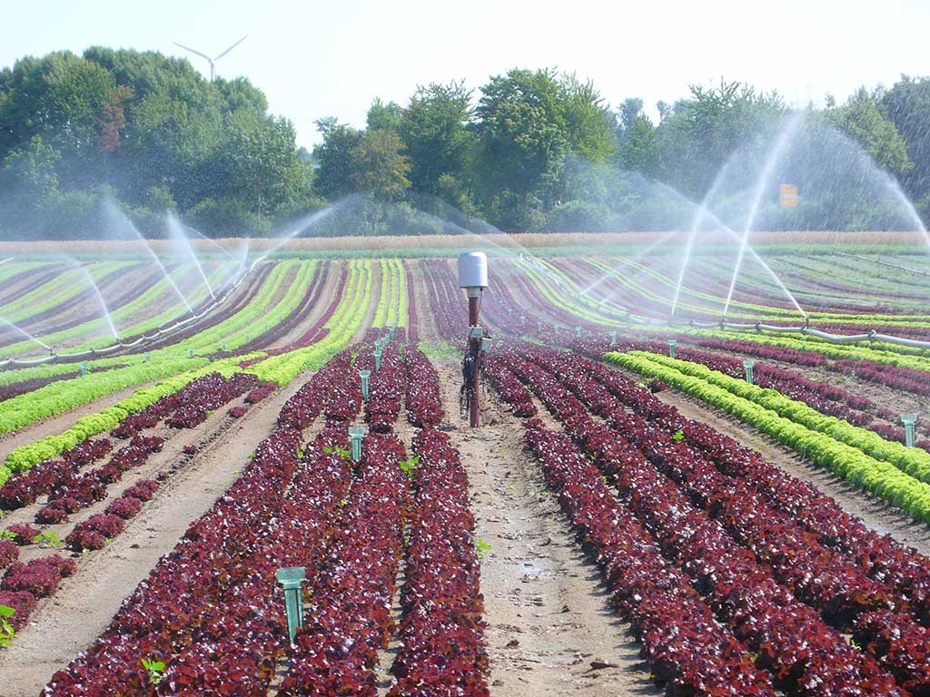 Regenmesser auf einem Feld mit verschiedenen Salaten und Rohrberegnung.