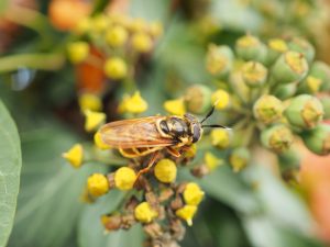Eine gelbe Schwebfliege sitzt auf einer gelb blühenden Efeublüten-Dolde