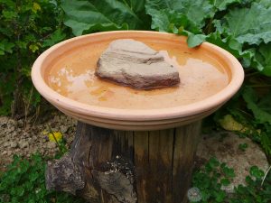 Auf einem Holzstumpf steht ein wassergefüllter Tonuntersetzer mit einem Stein in der Mitte