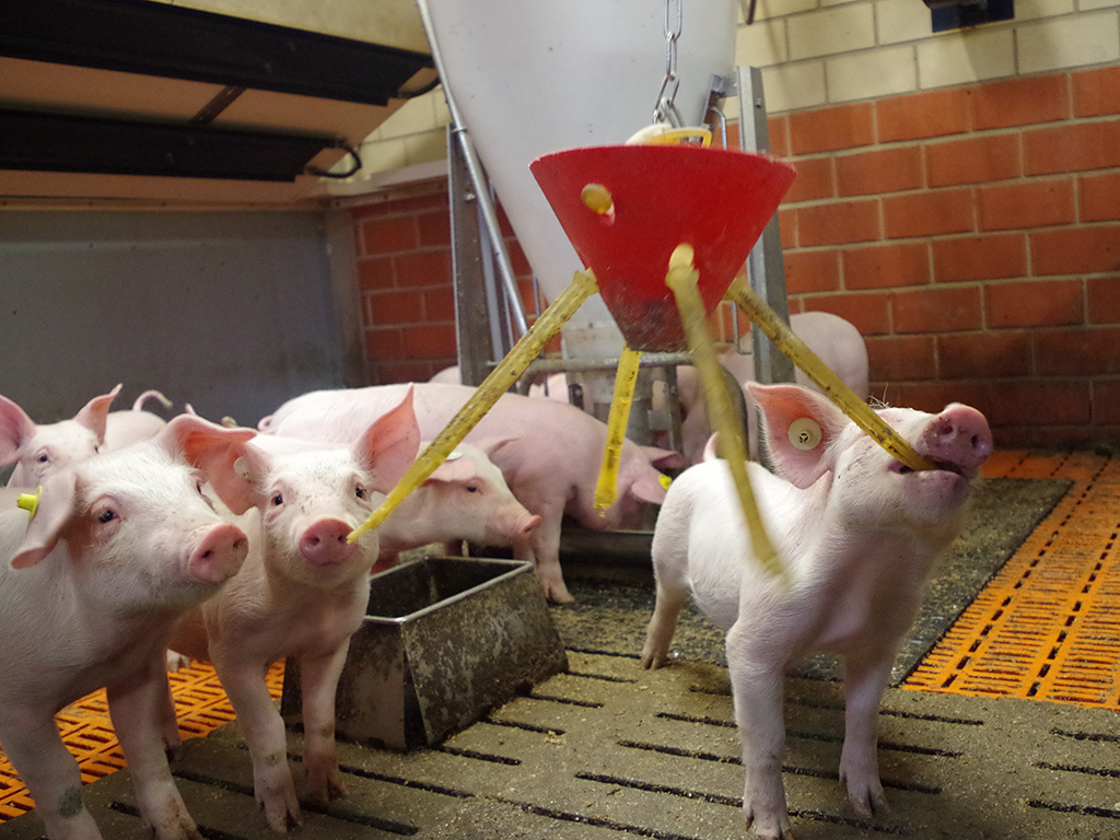Ferkel mit intakten Schwänzen in einem Stall. Von der Decke hängt Beschäftigungsmaterial herab.