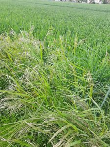 Trespen neben Getreide