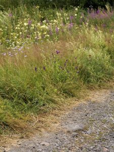 Artenreicher Rand an einem Schotterweg