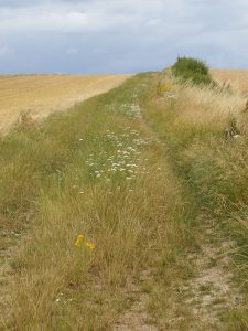 Ungemähter Weg zwischen zwei Feldern, der Himmel ist bedeckt