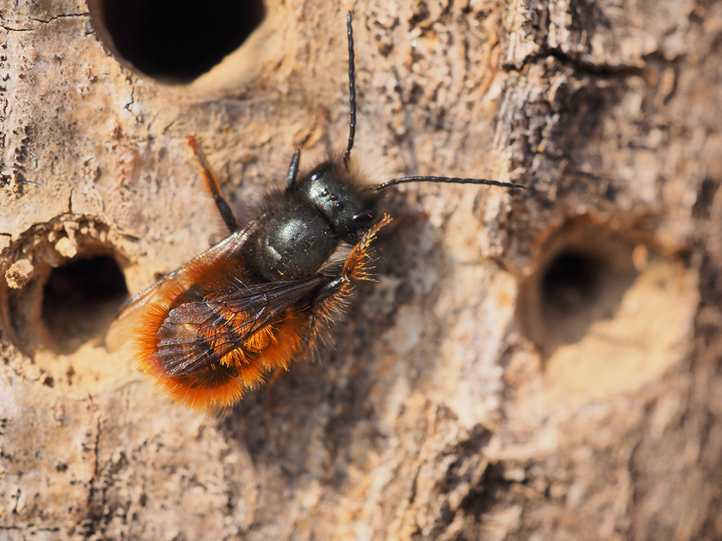 Eine Gehörnte Mauerbiene sitzt auf einem Holzstamm inmitten von Bohrlöchern. Diese sind bereits teilweise mit Lehm verschlossen.