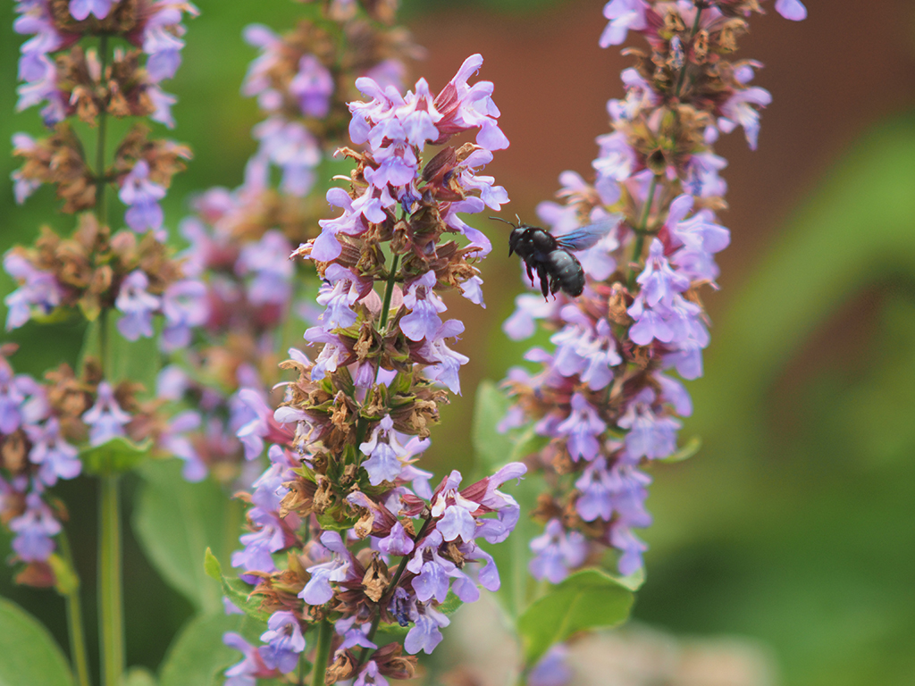 Schwarze Holzbiene im Anflug auf eine Blüte einer blau blühenden Salbei-Pflanze.