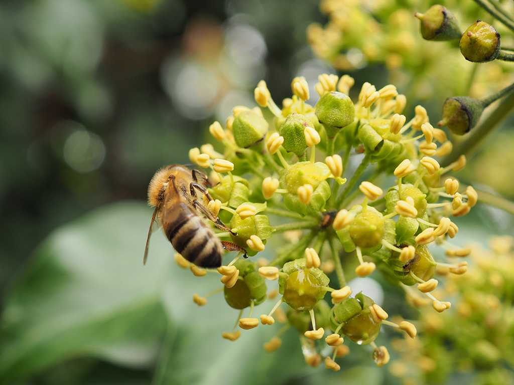 Eine Honigbiene saugt Nektar an einer im Herbst blühenden Efeu-Blütendolde.