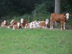 Rotbunte Rinder liegen auf einer Wiese vor einem Laubwald