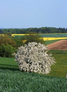 Landschaft mit blühenden Obstbaum, im Hintergrund sind Felder zu sehen, u.a. auch ein blühendes Rapsfeld.