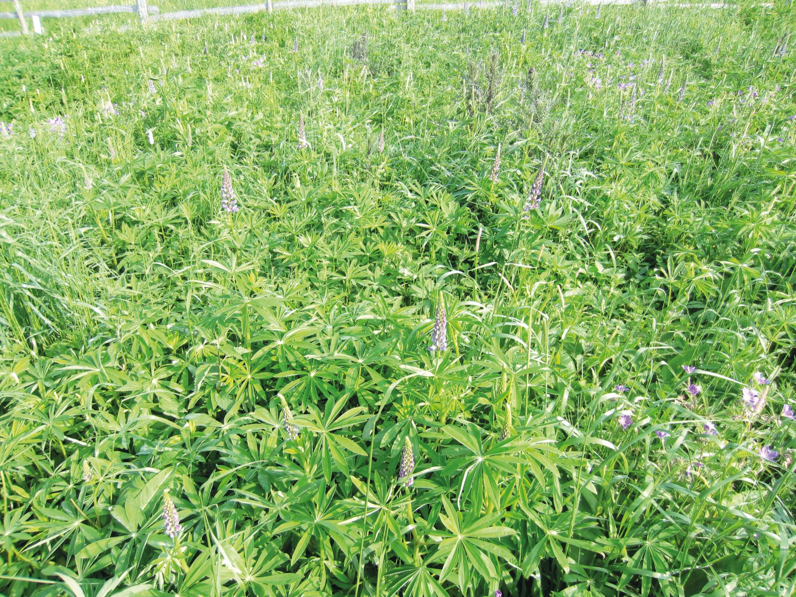Staudenlupine