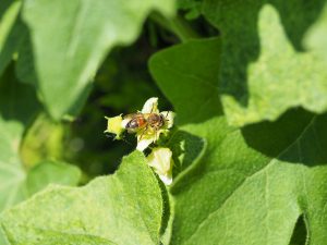 Eine rotbraune Zaunrüben-Sandbiene sitzt auf einer weißen Blüte einer Zaunrübe, die inmitten ihrer Blätter herausragt.