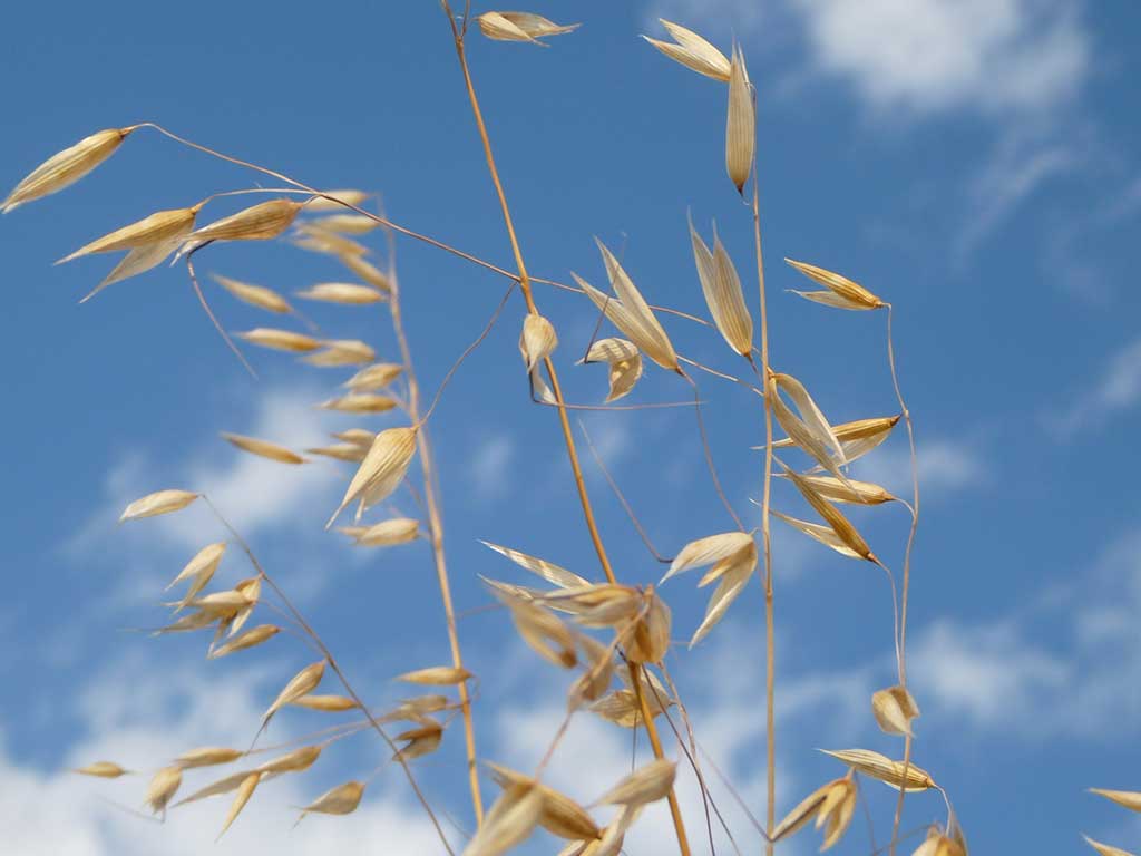 Detailaufnahme: reifer Hafer vor blauem Himmel