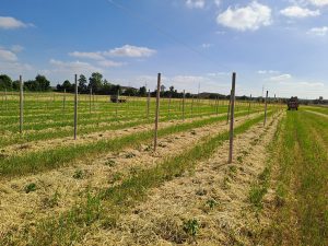 Feld mit Gemüsekulturen, im Vordergrund junge Tomatenpflanzen. Das Feld ist gemulcht. Der Himmel ist blau.