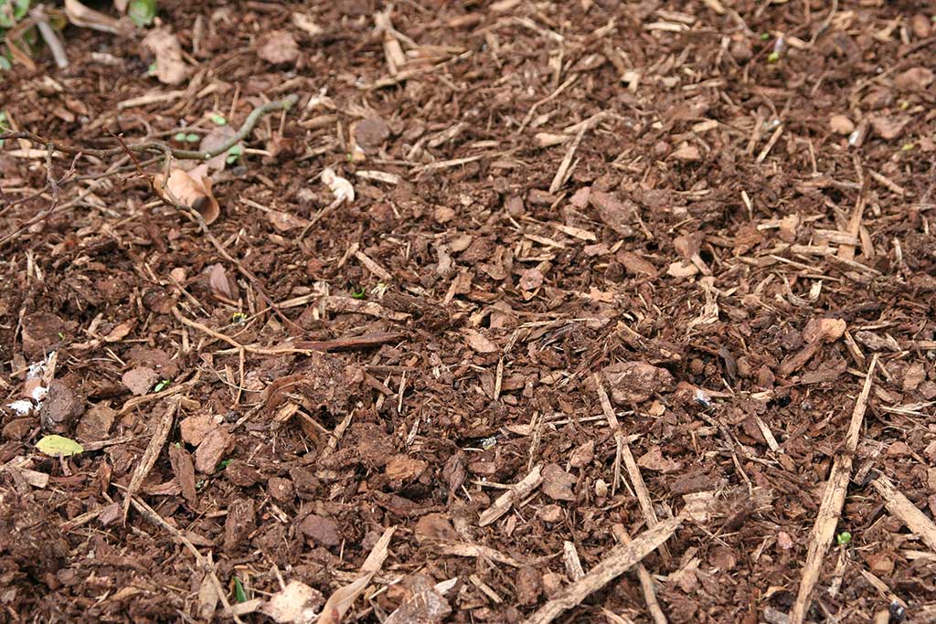 Detailaufnahme Rindenmulch
