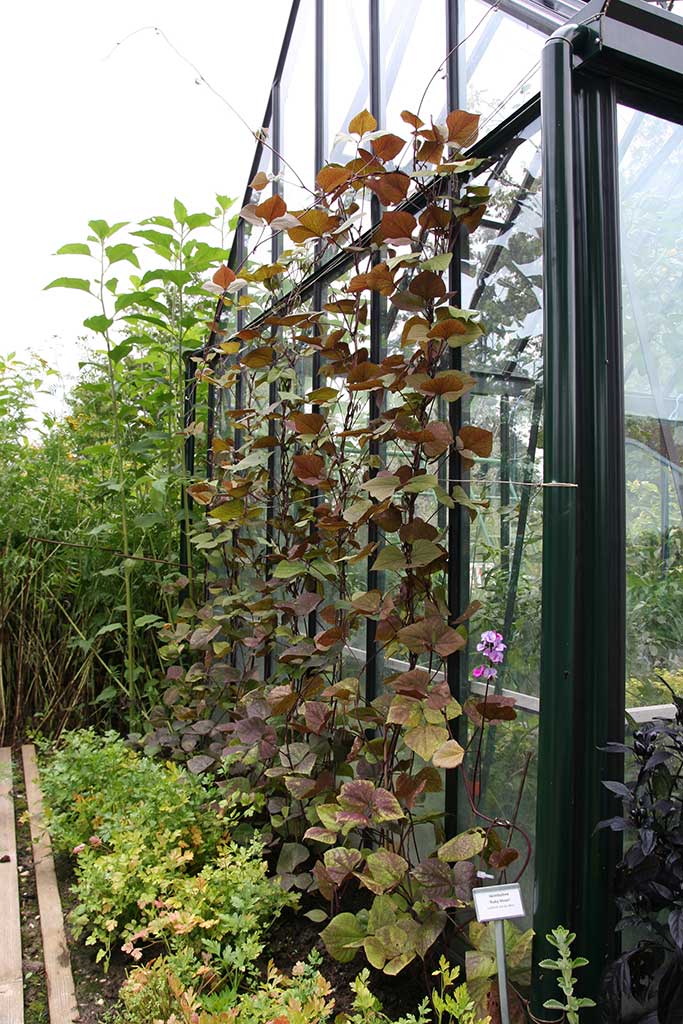 Giebelwand eines Glasgewächshauses, an der außen an gespannten Schüren Rankpflanzen hochwachsen