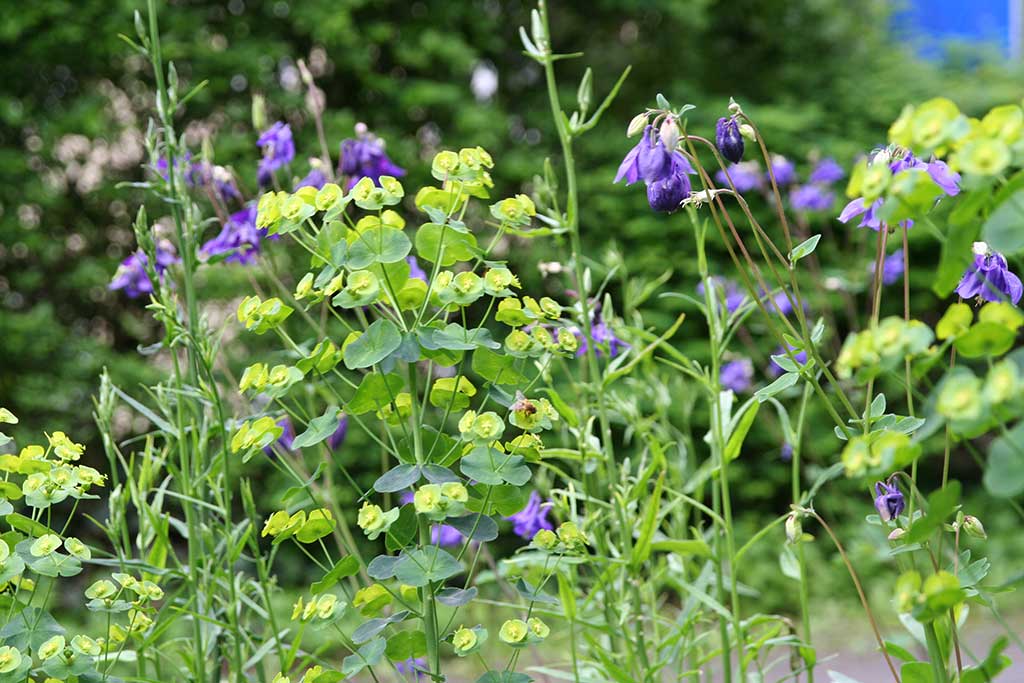 Wolfsmilch, violettblaue Akelei
